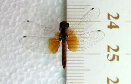 世界最小蜻蜓是怎樣的 世界最小蜻蜓有多大