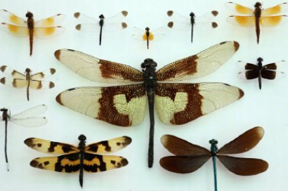 世界最小蜻蜓是怎樣的 世界最小蜻蜓有多大 世界最小蜻蜓是怎樣的 世界最小蜻蜓有多大