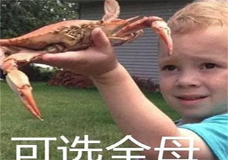可選全母是什么梗 可選全母梗的出處是什么
