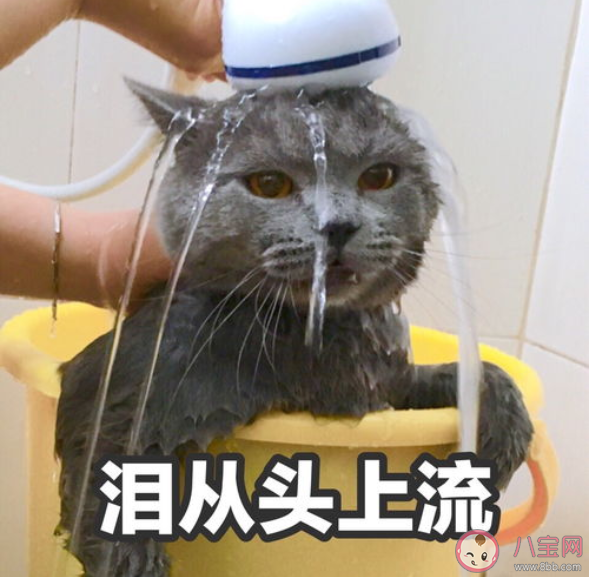 突然不想努力了喪喪文案句子 突然不想努力了朋友圈說說