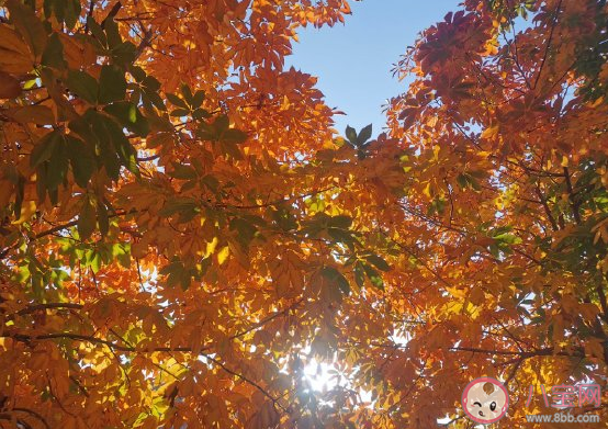 再見2020你好2021年唯美圖片句子 跨越2020迎接2021心情說說 再見2020你好2021年唯美圖片句子 跨越2020迎接2021心情說說