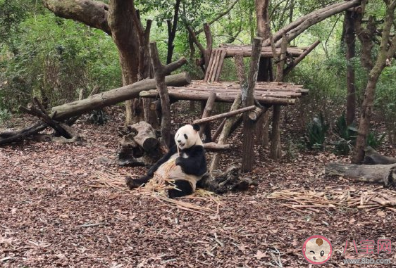 帶孩子看熊貓發朋友圈的說說 陪孩子看熊貓心情感慨大全。 帶孩子看熊貓發朋友圈的說說 陪孩子看熊貓心情感慨大全。