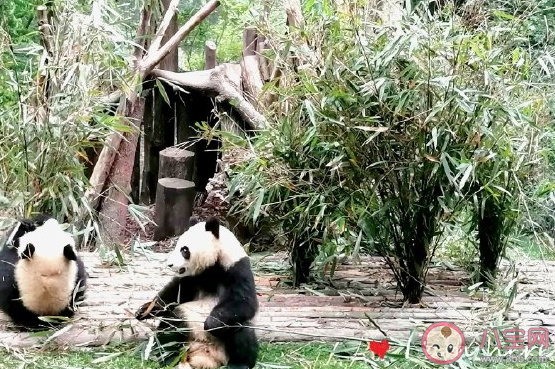 帶孩子看熊貓發朋友圈的說說 陪孩子看熊貓心情感慨大全。 帶孩子看熊貓發朋友圈的說說 陪孩子看熊貓心情感慨大全。