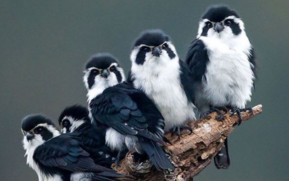 翔云是什么梗什么意思 翔為什么是屎 翔云是什么梗什么意思 翔為什么是屎