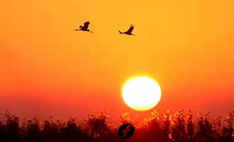 翔云是什么梗什么意思 翔為什么是屎