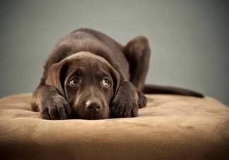禁止虐待動物需要專門立法嗎 虐待動物立法為什么這么難