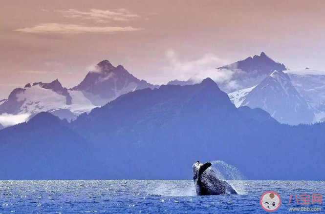 上天啊你是不是在偷偷看笑話是什么歌 《阿拉斯加海灣》完整版歌詞介紹 上天啊你是不是在偷偷看笑話是什么歌 《阿拉斯加海灣》完整版歌詞介紹