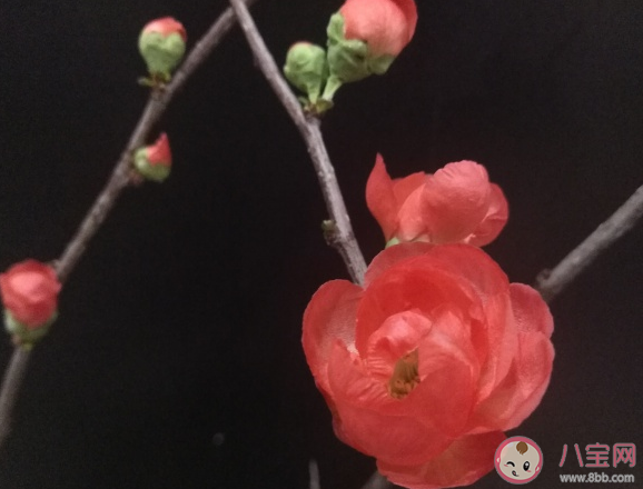 2021年今日小寒節氣唯美圖片大全 今日小寒節氣心情感慨