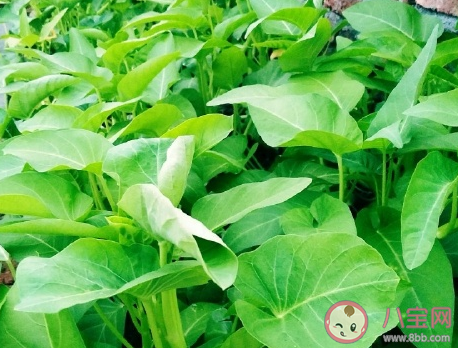 曬自己家種的青菜說說 自家種的蔬菜發朋友圈句子 曬自己家種的青菜說說 自家種的蔬菜發朋友圈句子