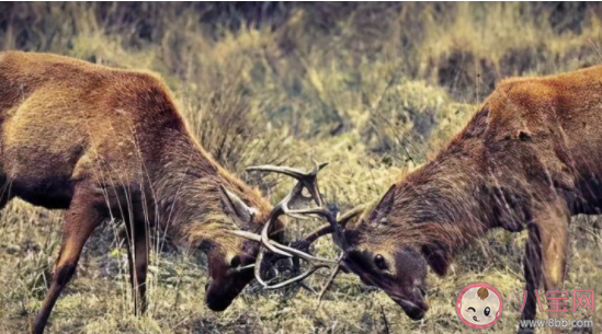 擊劍是什么梗什么意思 擊劍梗的出處是什么 擊劍是什么梗什么意思 擊劍梗的出處是什么