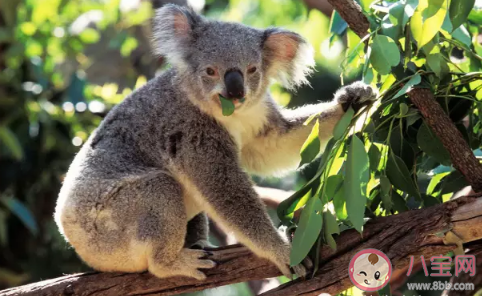 一只追著我打的無敵考拉什么梗什么意思 考拉到底是吃什么食物長大的