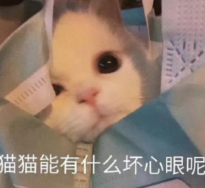 貓貓能有什么壞心眼呢是什么梗 貓貓能有什么壞心眼呢圖片大全