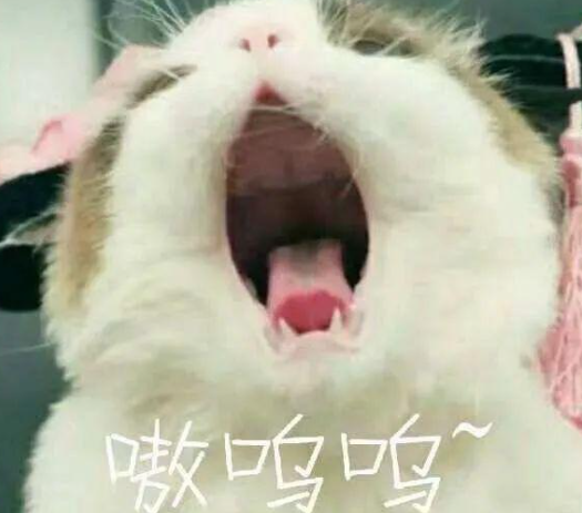 貓貓能有什么壞心眼呢是什么梗 貓貓能有什么壞心眼呢圖片大全