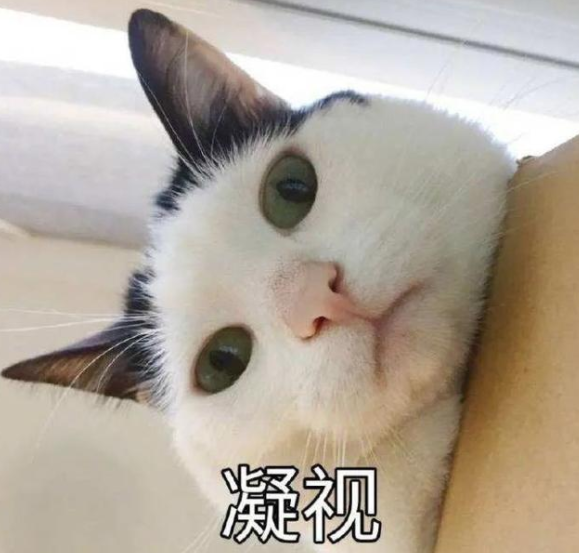 貓貓能有什么壞心眼呢是什么梗 貓貓能有什么壞心眼呢圖片大全