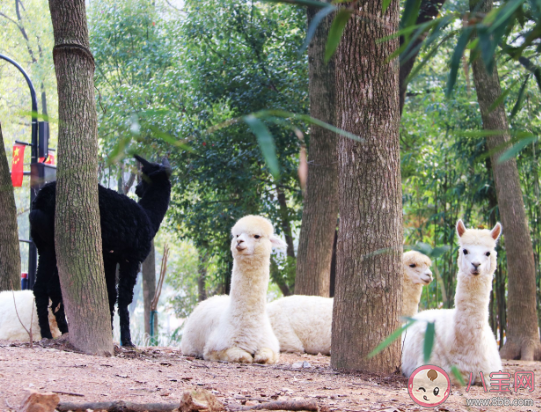 武漢野生動物王國什么時候開園 武漢野生動物王國有哪些好玩的 武漢野生動物王國什么時候開園 武漢野生動物王國有哪些好玩的