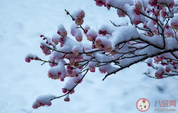 今天大寒發朋友圈文案 和大寒節氣有關的唯美句子 今天大寒發朋友圈文案 和大寒節氣有關的唯美句子