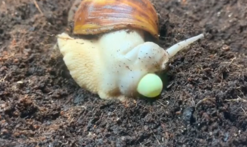 蝸牛是蛋生的嗎 蝸牛是如何繁殖后代的