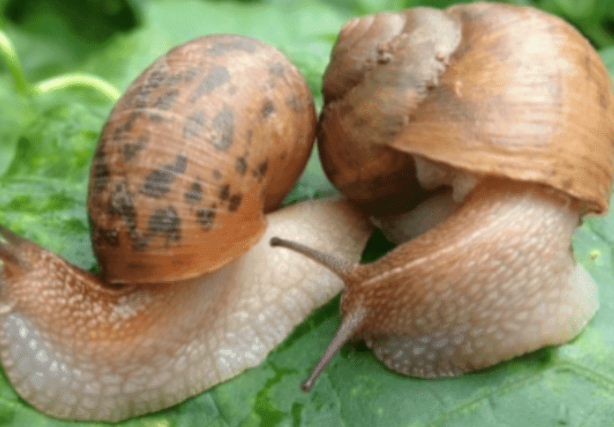 蝸牛是蛋生的嗎 蝸牛是如何繁殖后代的