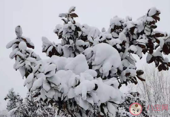 終于下大雪了好開心曬朋友圈配文 曬大雪雪景唯美文字句子