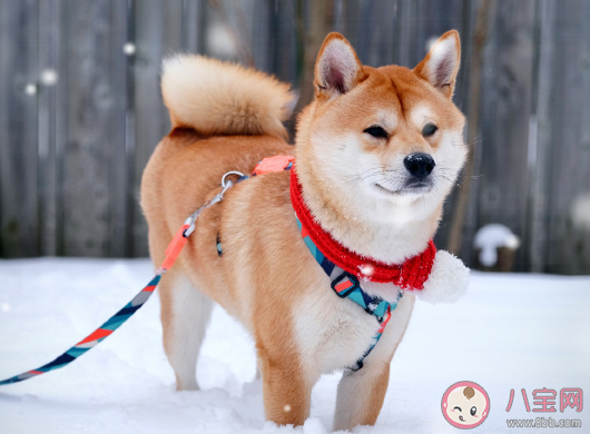 今年的第一場大雪發朋友圈說說 2021年第一次場大雪心情感慨一句話