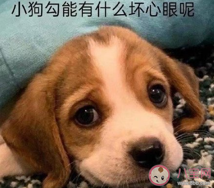 貓老虎被雨淋濕的狗狗是什么梗 貓老虎被雨淋濕的狗狗出處是什么 貓老虎被雨淋濕的狗狗是什么梗 貓老虎被雨淋濕的狗狗出處是什么