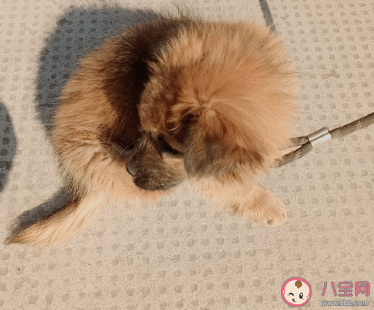 關于晚上遛狗的心情說說 形容遛狗的快樂唯美句子 關于晚上遛狗的心情說說 形容遛狗的快樂唯美句子