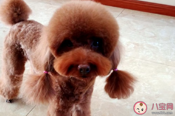 關于晚上遛狗的心情說說 形容遛狗的快樂唯美句子 關于晚上遛狗的心情說說 形容遛狗的快樂唯美句子