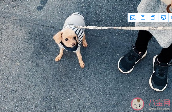 帶狗狗散步心情說說 飯后遛狗朋友圈文案感言 帶狗狗散步心情說說 飯后遛狗朋友圈文案感言