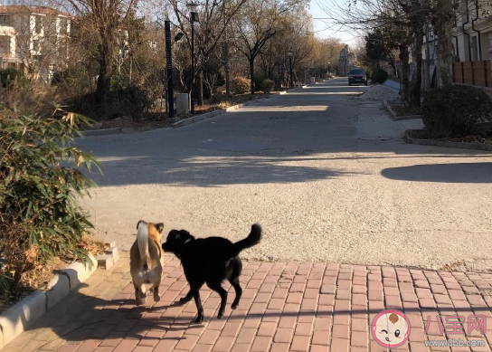 帶狗狗散步心情說說 飯后遛狗朋友圈文案感言 帶狗狗散步心情說說 飯后遛狗朋友圈文案感言