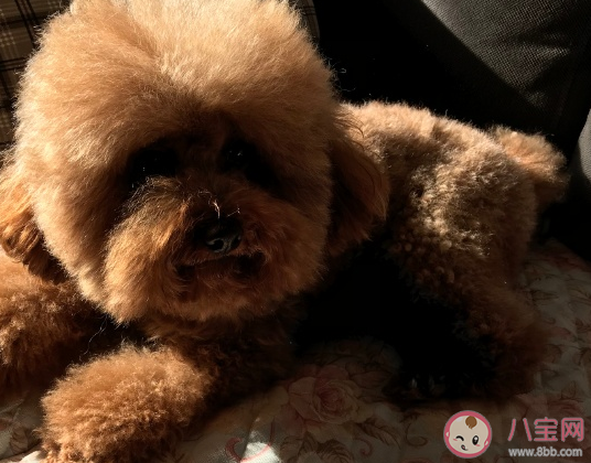 帶狗狗散步心情說說 飯后遛狗朋友圈文案感言 帶狗狗散步心情說說 飯后遛狗朋友圈文案感言