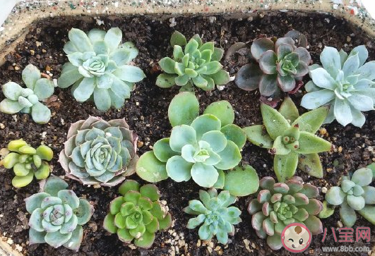 新入手了幾盆多肉怎么發朋友圈 新買了多肉心情感言文案 新入手了幾盆多肉怎么發朋友圈 新買了多肉心情感言文案