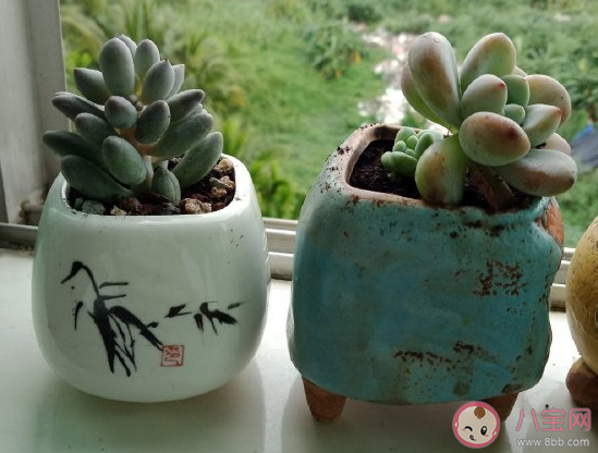 新入手了幾盆多肉怎么發朋友圈 新買了多肉心情感言文案 新入手了幾盆多肉怎么發朋友圈 新買了多肉心情感言文案