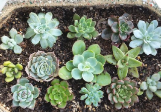 新入手了幾盆多肉怎么發朋友圈 新買了多肉心情感言文案