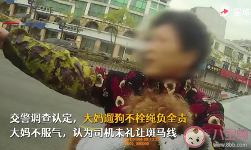 狗狗未拴繩過馬路被撞死主人全責是否合理 遛狗拴繩有多重要