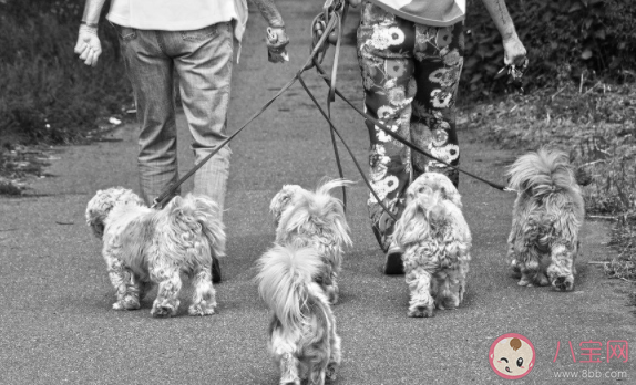 狗狗未拴繩過馬路被撞死主人全責是否合理 遛狗拴繩有多重要