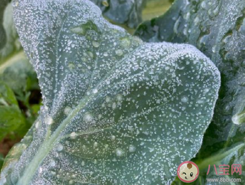 形容白霜的句子摘抄 打霜了怎么發朋友圈 形容白霜的句子摘抄 打霜了怎么發朋友圈