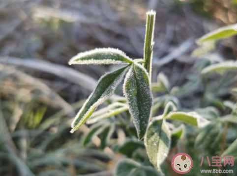 形容白霜的句子摘抄 打霜了怎么發朋友圈 形容白霜的句子摘抄 打霜了怎么發朋友圈