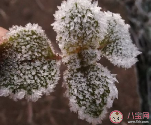 形容白霜的句子摘抄 打霜了怎么發朋友圈 形容白霜的句子摘抄 打霜了怎么發朋友圈