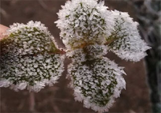 形容白霜的句子摘抄 打霜了怎么發朋友圈