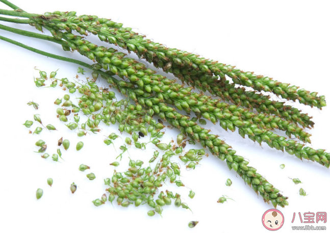 車前草可以緩解痛風嗎 車前草八大功效是什么