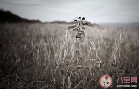 于文文新歌《You Are》歌詞是什么 《You Are》完整版歌詞在線聽歌