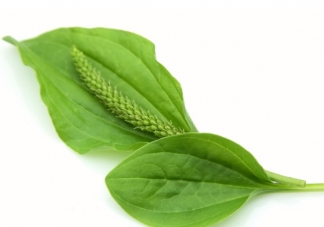 車前草可以緩解痛風嗎 車前草八大功效是什么