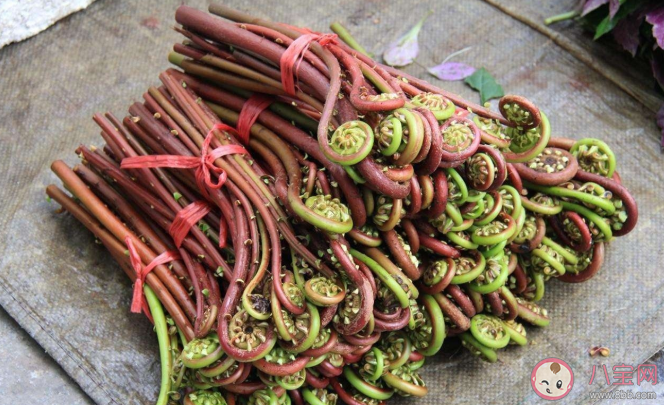 吃蕨菜會致癌嗎 蕨菜怎么正確食用