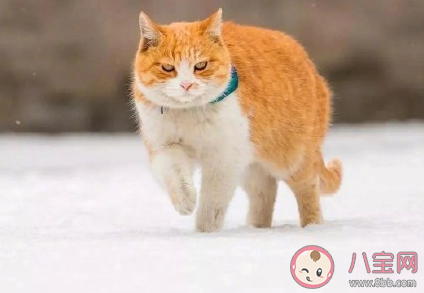 2021年的第一場雪祝福句子 新年第一場雪經典說說