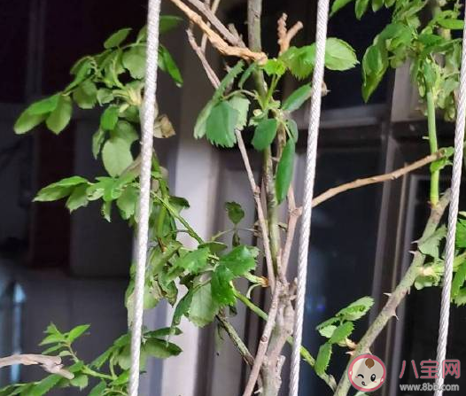 春天終于快來了心情說說 盼望春天來的唯美哲理句子