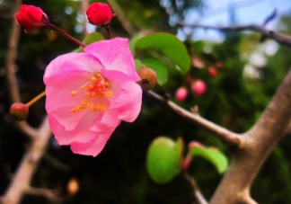 熬過冬天迎接春天句子 寒冬過去就是春天心情說說