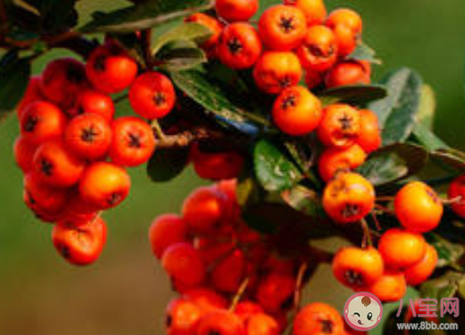 沙棘和獼猴桃哪個維生素C含量更高 螞蟻莊園3月12日答案介紹