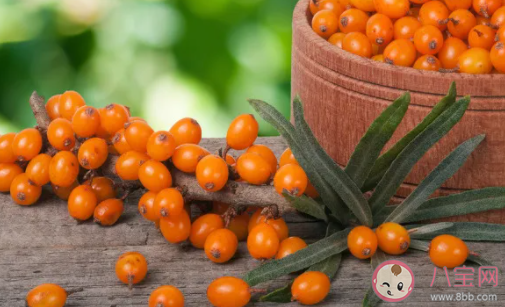 沙棘和獼猴桃的維生素C含量哪一個更高 螞蟻莊園1月22日答案