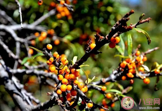 沙棘和獼猴桃的維生素C含量哪一個(gè)更高 支付寶螞蟻莊園1月22日文問(wèn)題答案 沙棘和獼猴桃的維生素C含量哪一個(gè)更高 支付寶螞蟻莊園1月22日文問(wèn)題答案