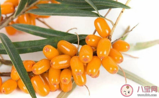 沙棘和獼猴桃的維生素C含量哪一個(gè)更高 支付寶螞蟻莊園1月22日文問(wèn)題答案 沙棘和獼猴桃的維生素C含量哪一個(gè)更高 支付寶螞蟻莊園1月22日文問(wèn)題答案